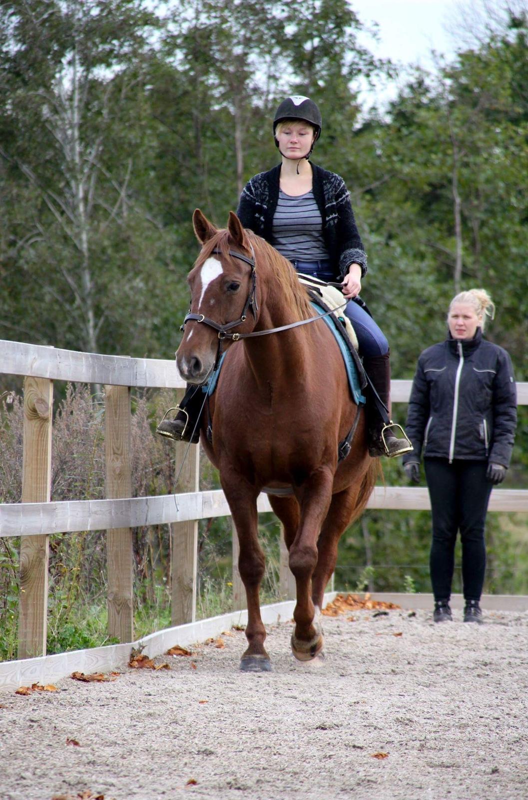 Anden særlig race Cassiopeia billede 5