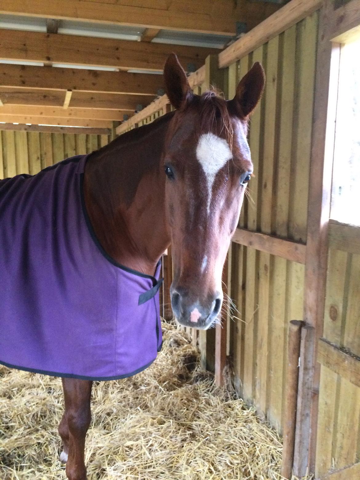 Anden særlig race Cassiopeia billede 8