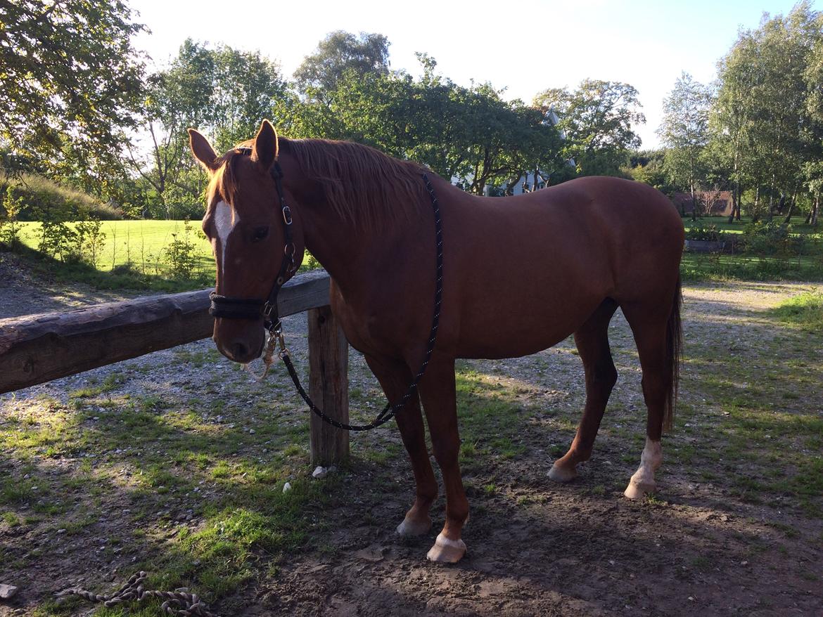 Anden særlig race Cassiopeia billede 7