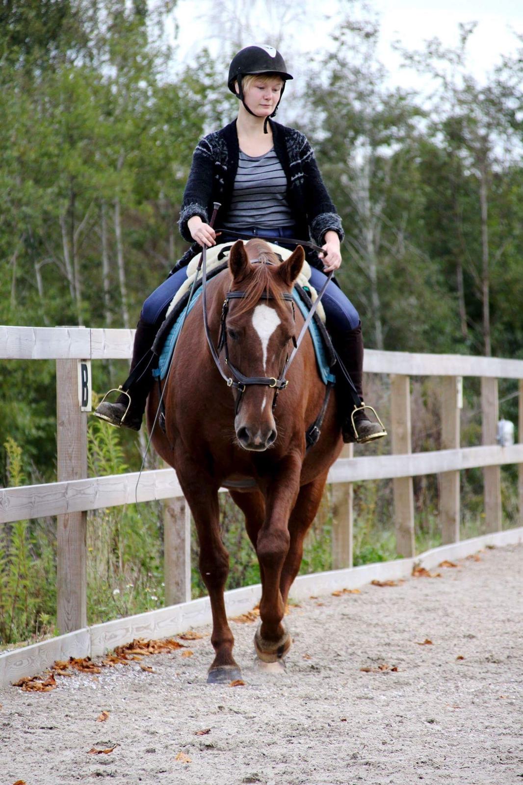 Anden særlig race Cassiopeia billede 12