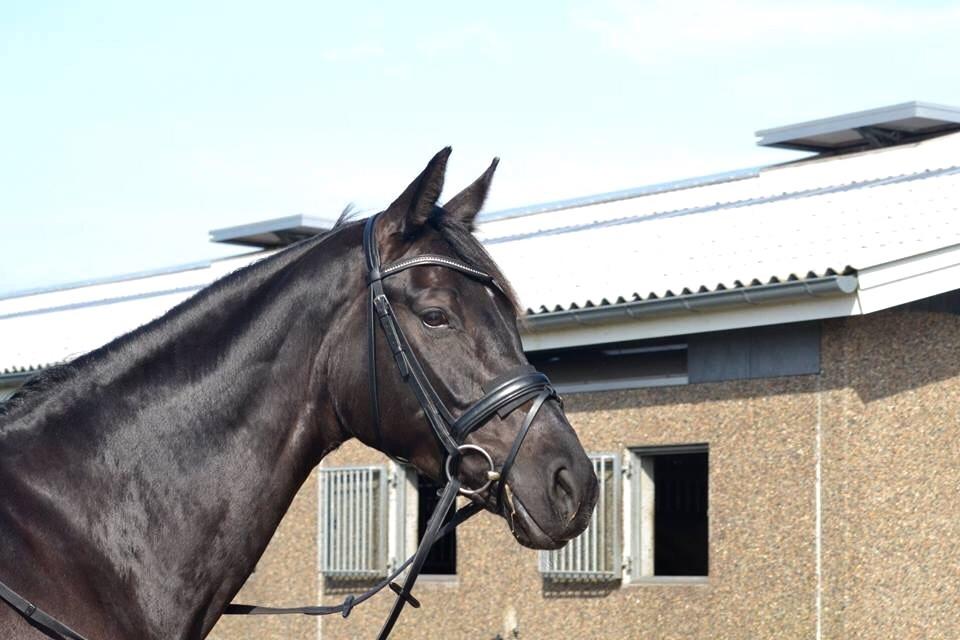 Dansk Varmblod Stenkærgårds Attention (B-hest) billede 17