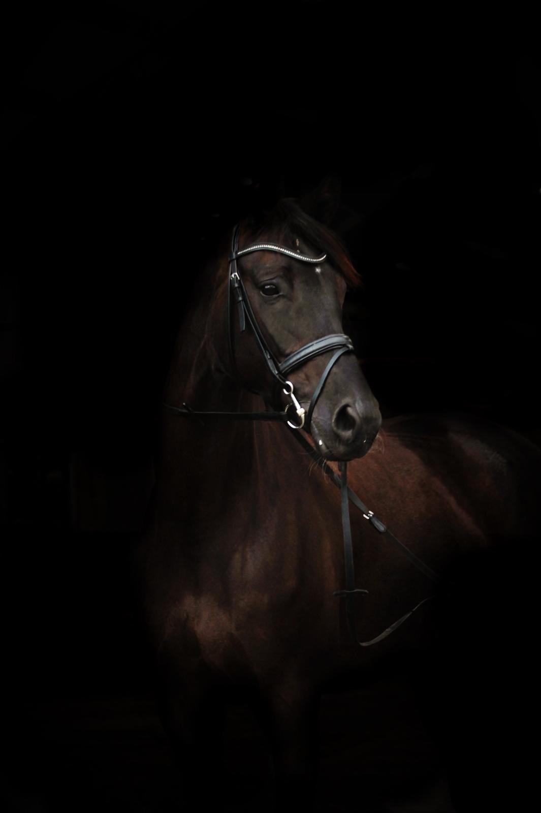 Dansk Varmblod Stenkærgårds Attention (B-hest) billede 19