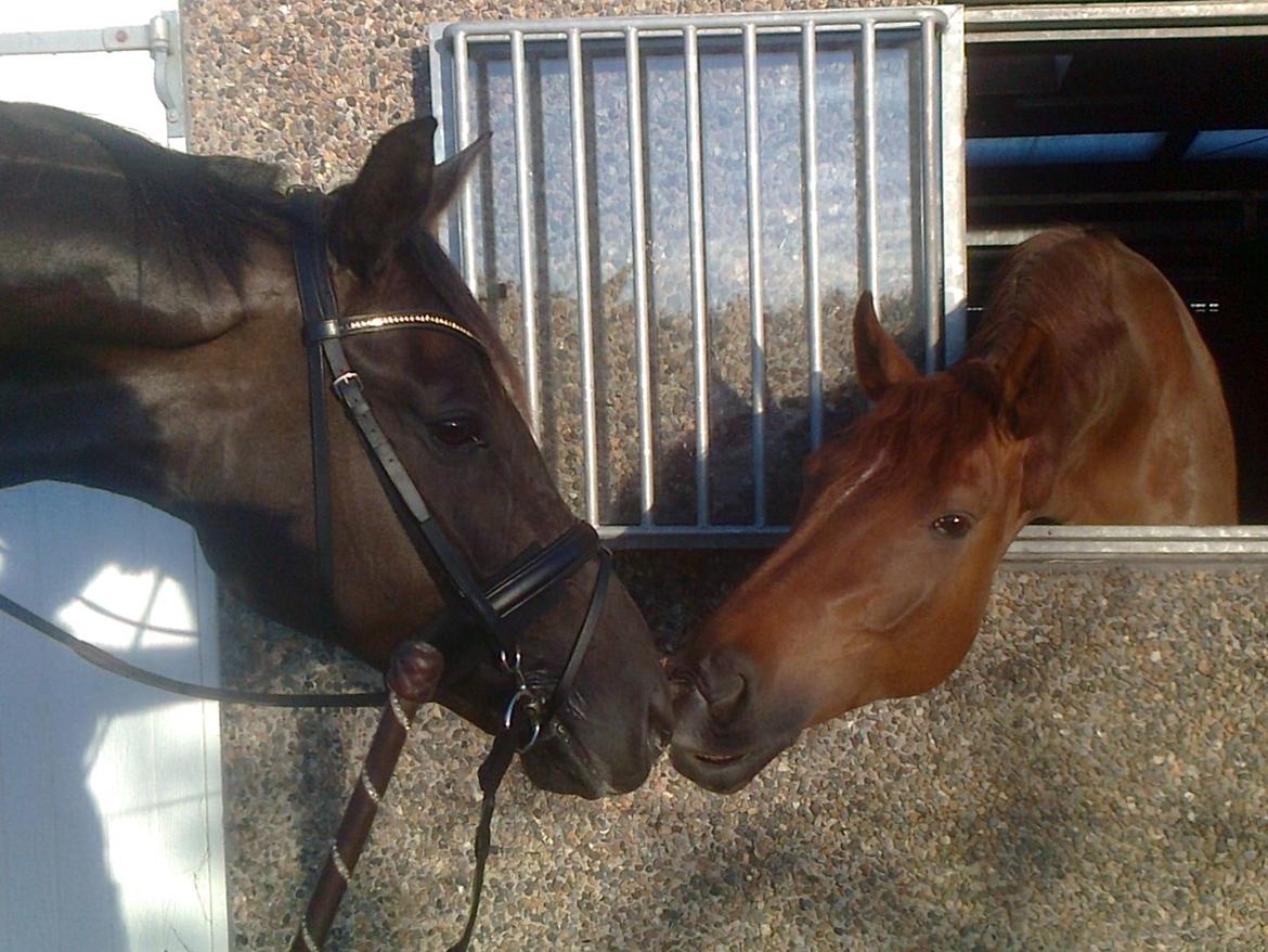 Dansk Varmblod Stenkærgårds Attention (B-hest) billede 20