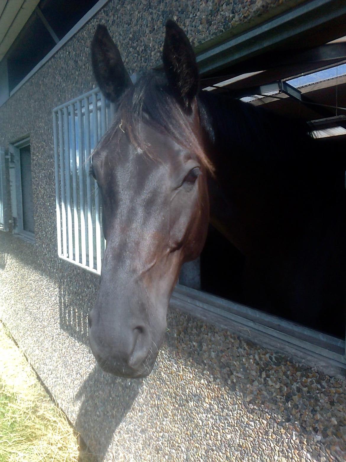 Dansk Varmblod Stenkærgårds Attention (B-hest) billede 21