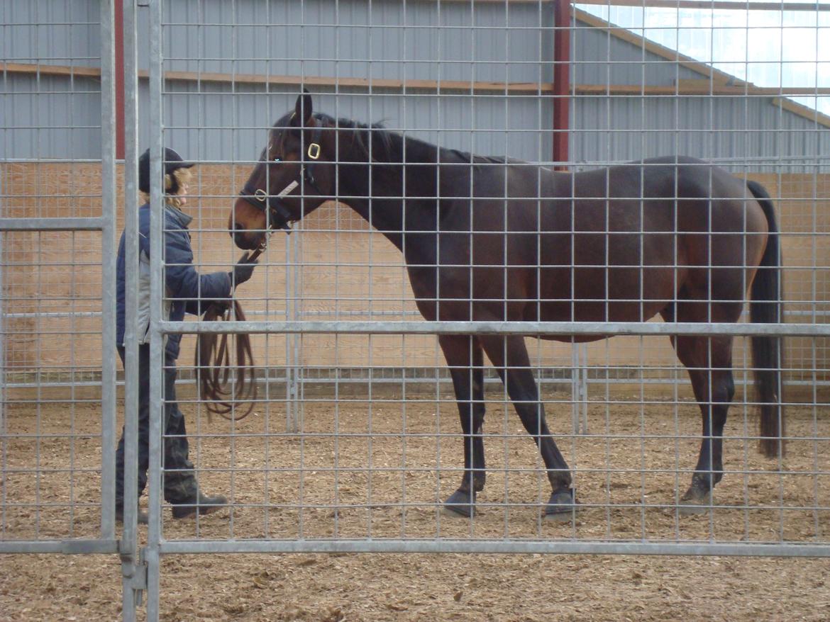 Standardbred Danbury billede 12