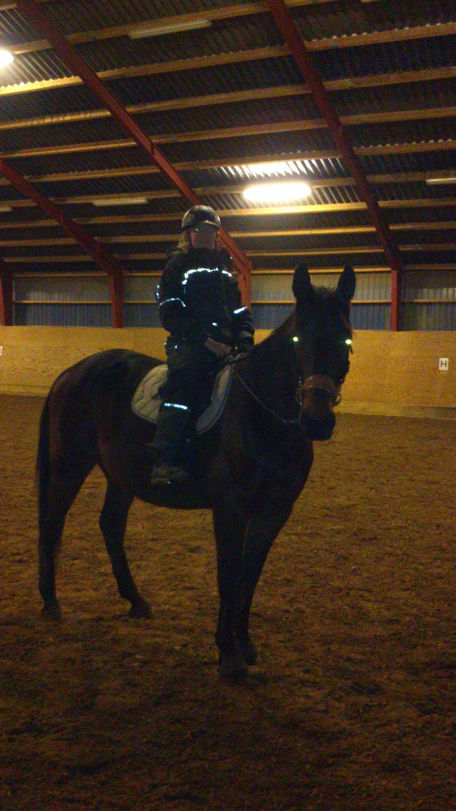 Standardbred Danbury billede 10