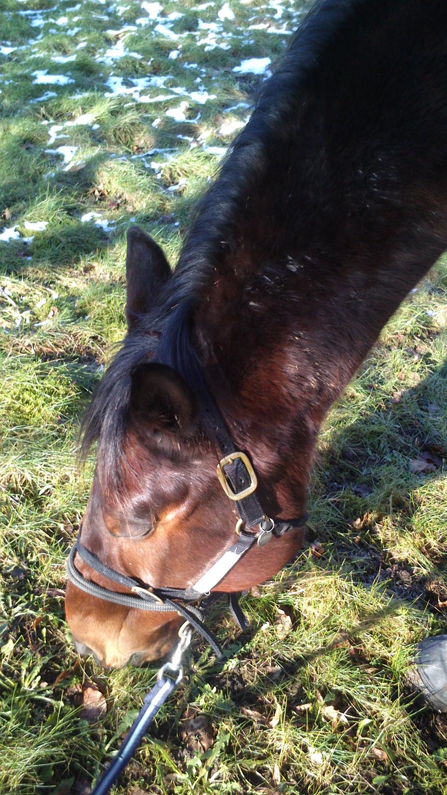 Standardbred Danbury billede 7