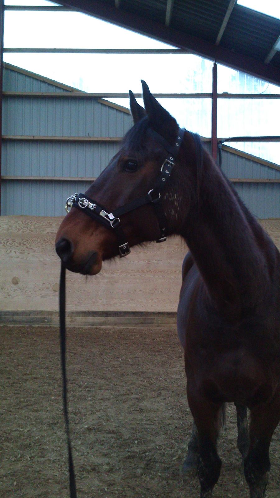 Standardbred Danbury billede 5
