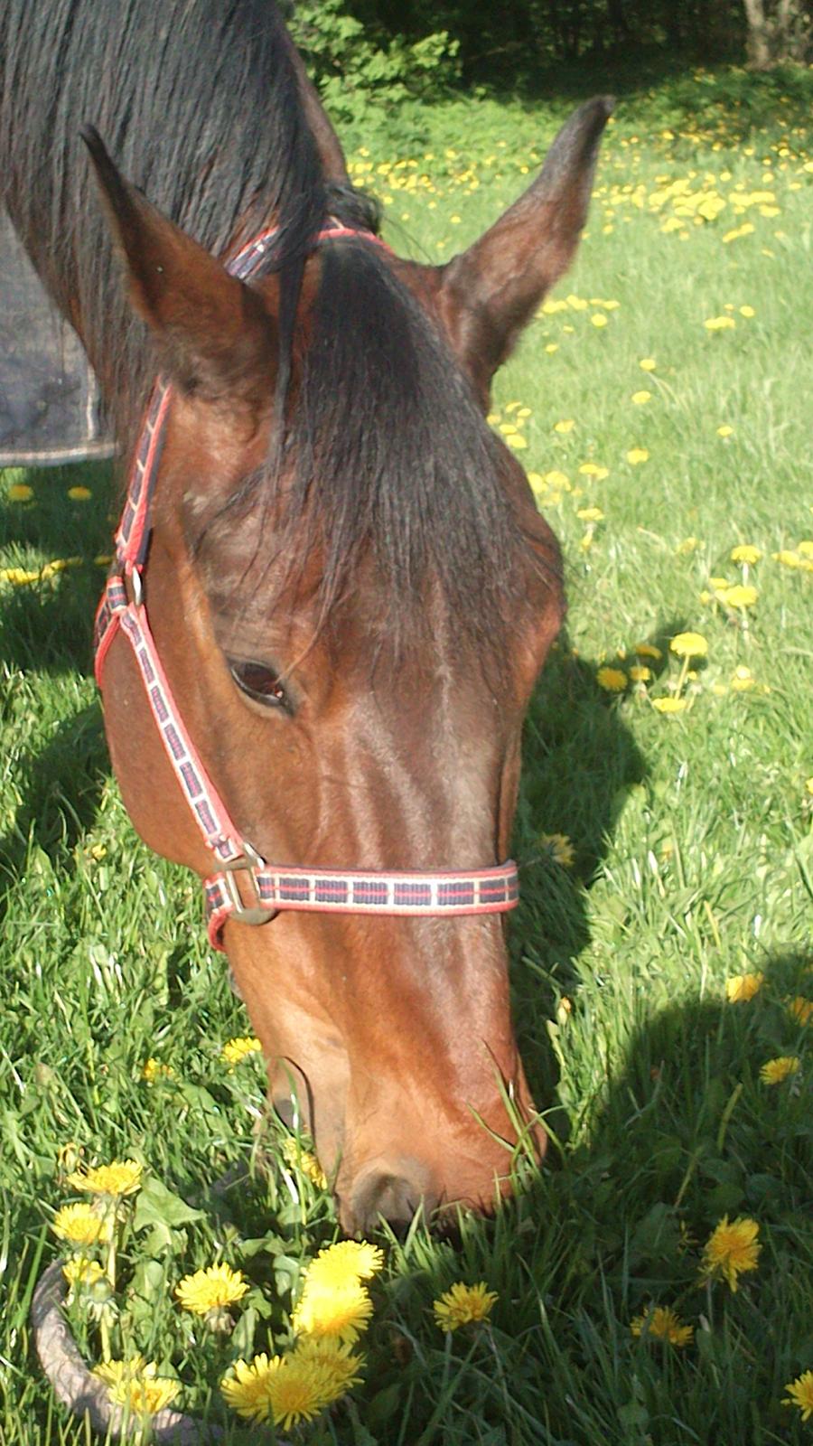 Standardbred Danbury billede 6