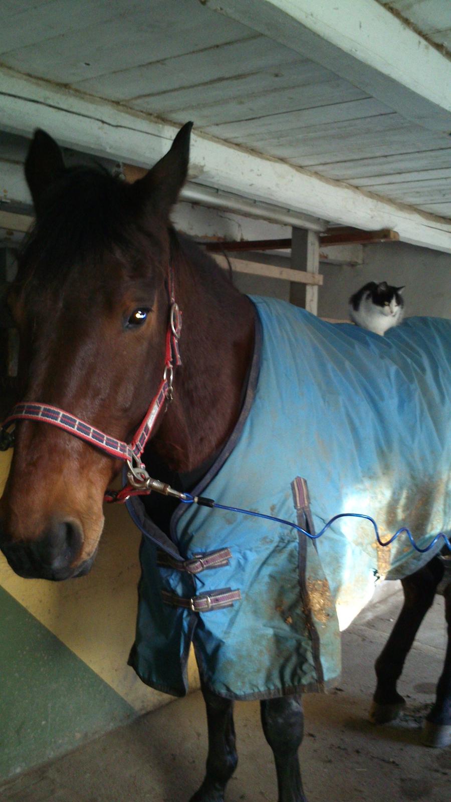 Standardbred Danbury billede 4