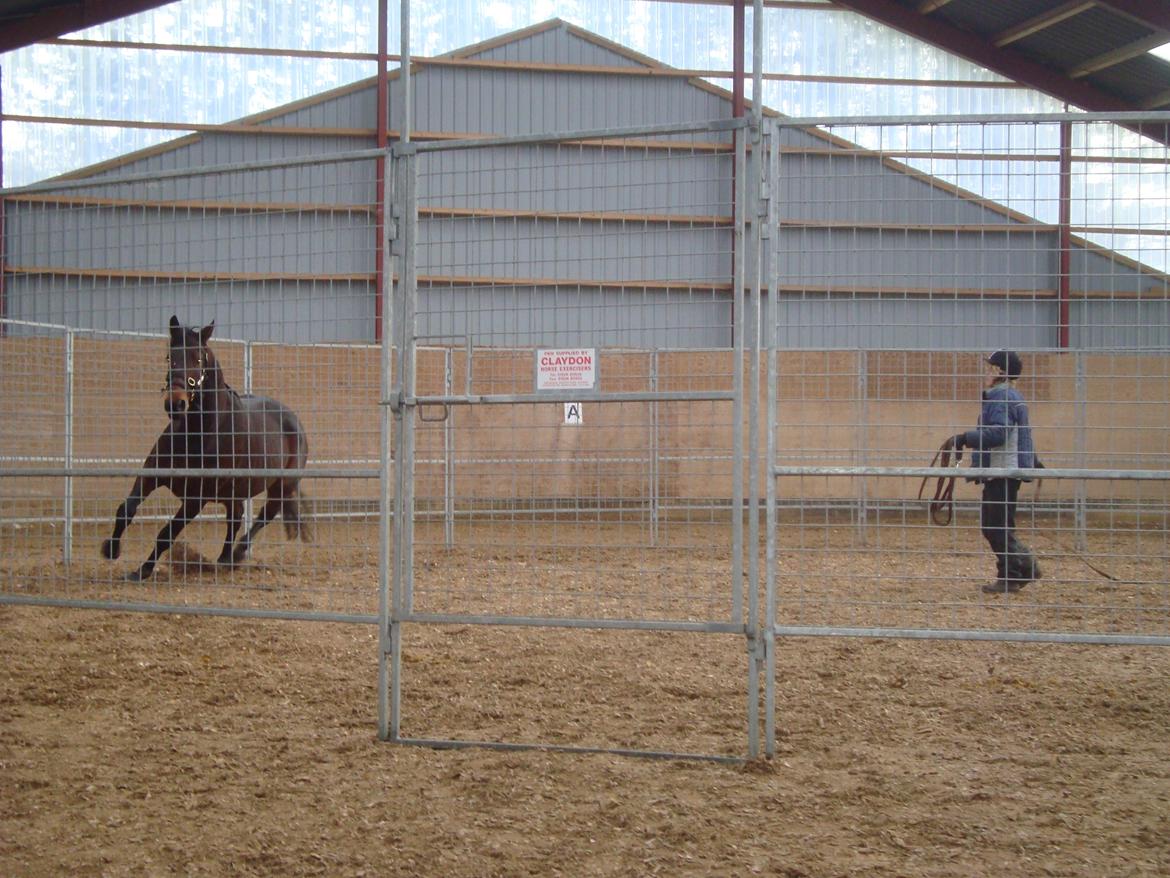 Standardbred Danbury billede 13