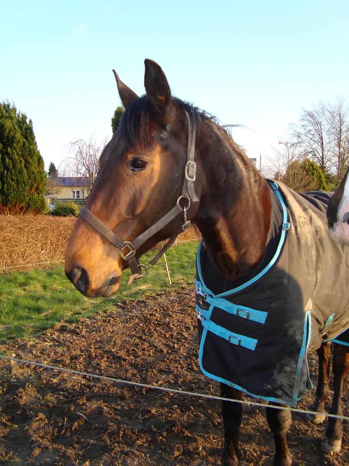 Standardbred Danbury billede 8