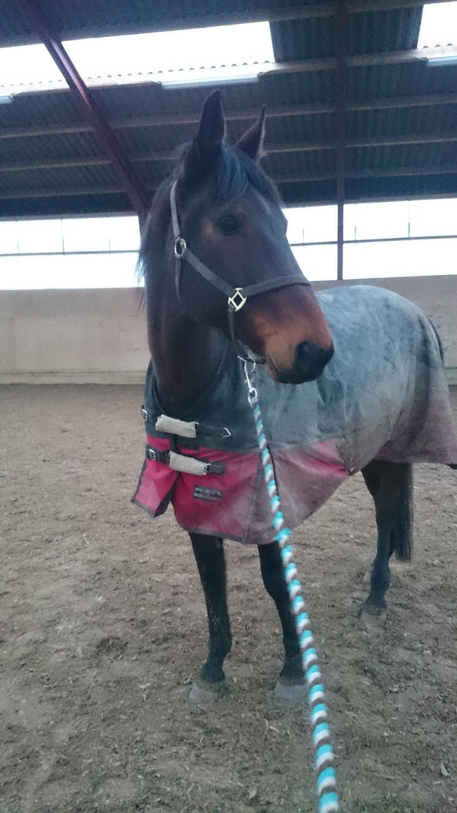 Standardbred Danbury billede 11