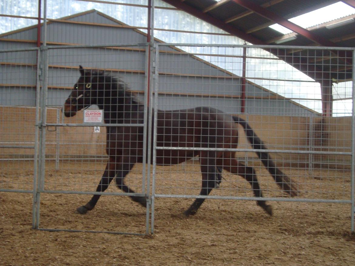 Standardbred Danbury billede 14
