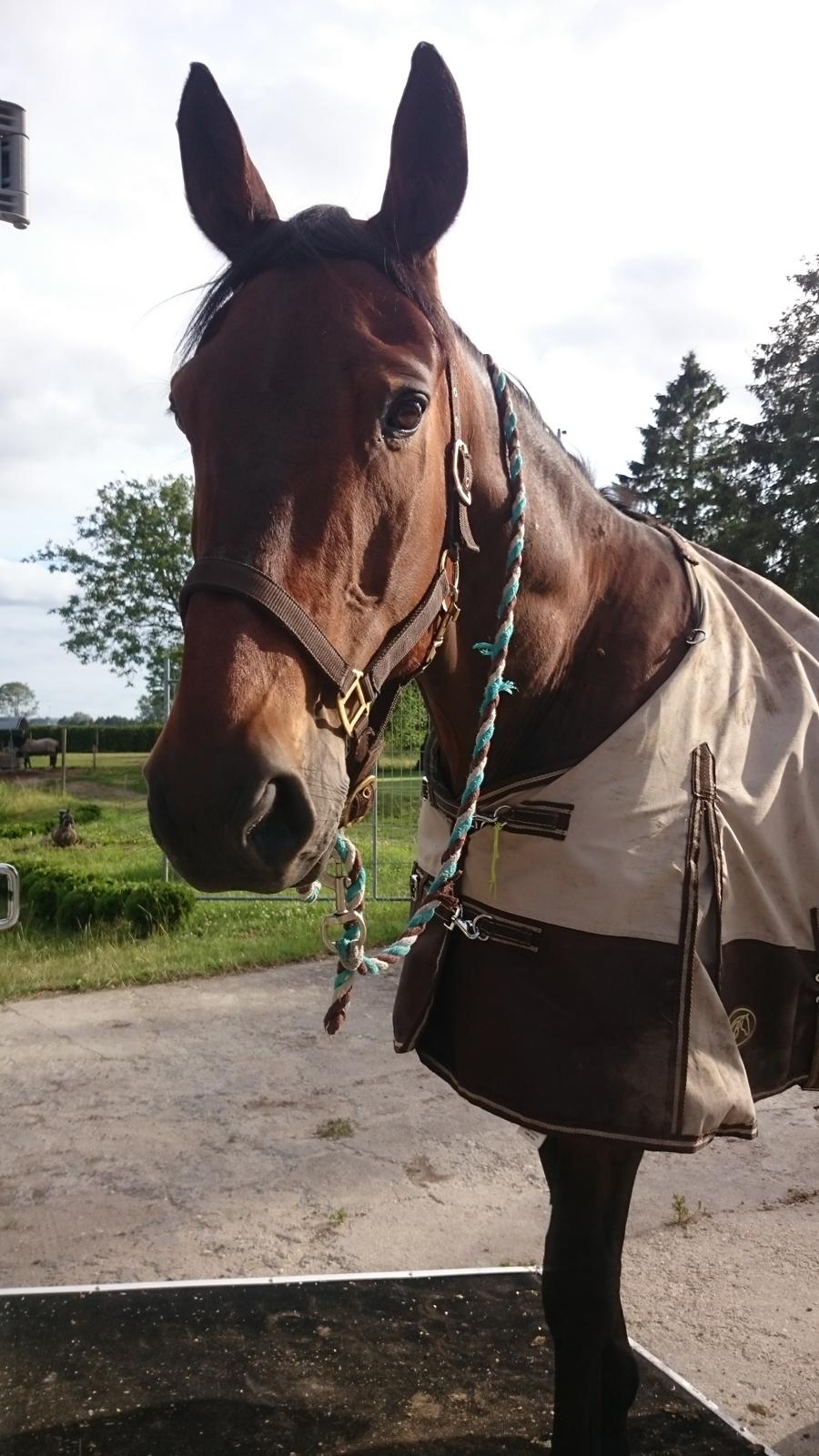 Standardbred Danbury billede 1