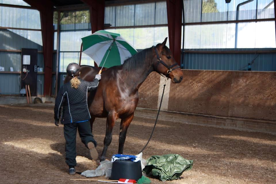 Standardbred Danbury billede 2