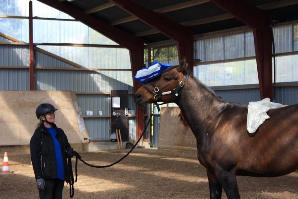 Standardbred Danbury billede 3