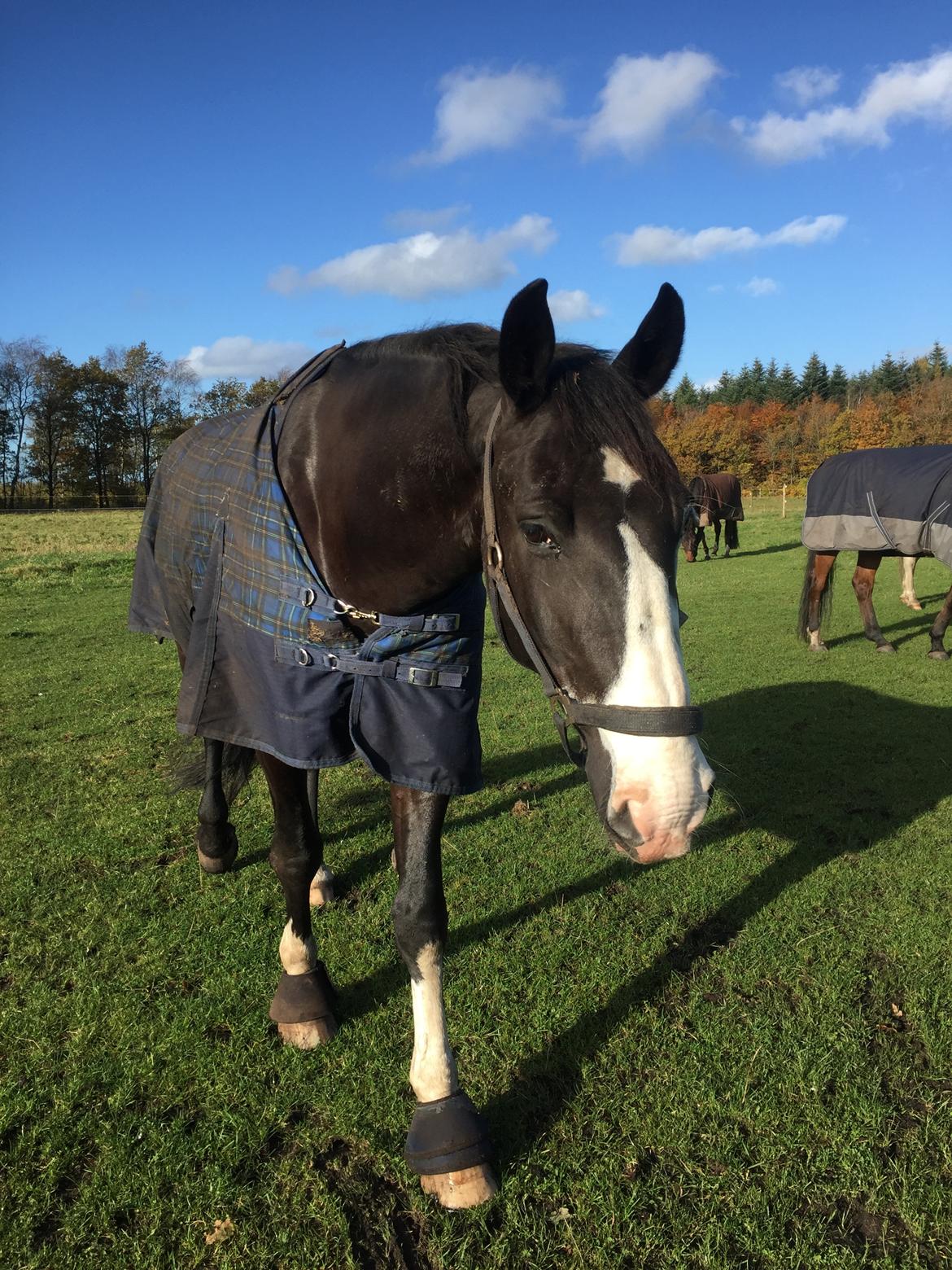 Frederiksborg Stenhedegårds special painted billede 3