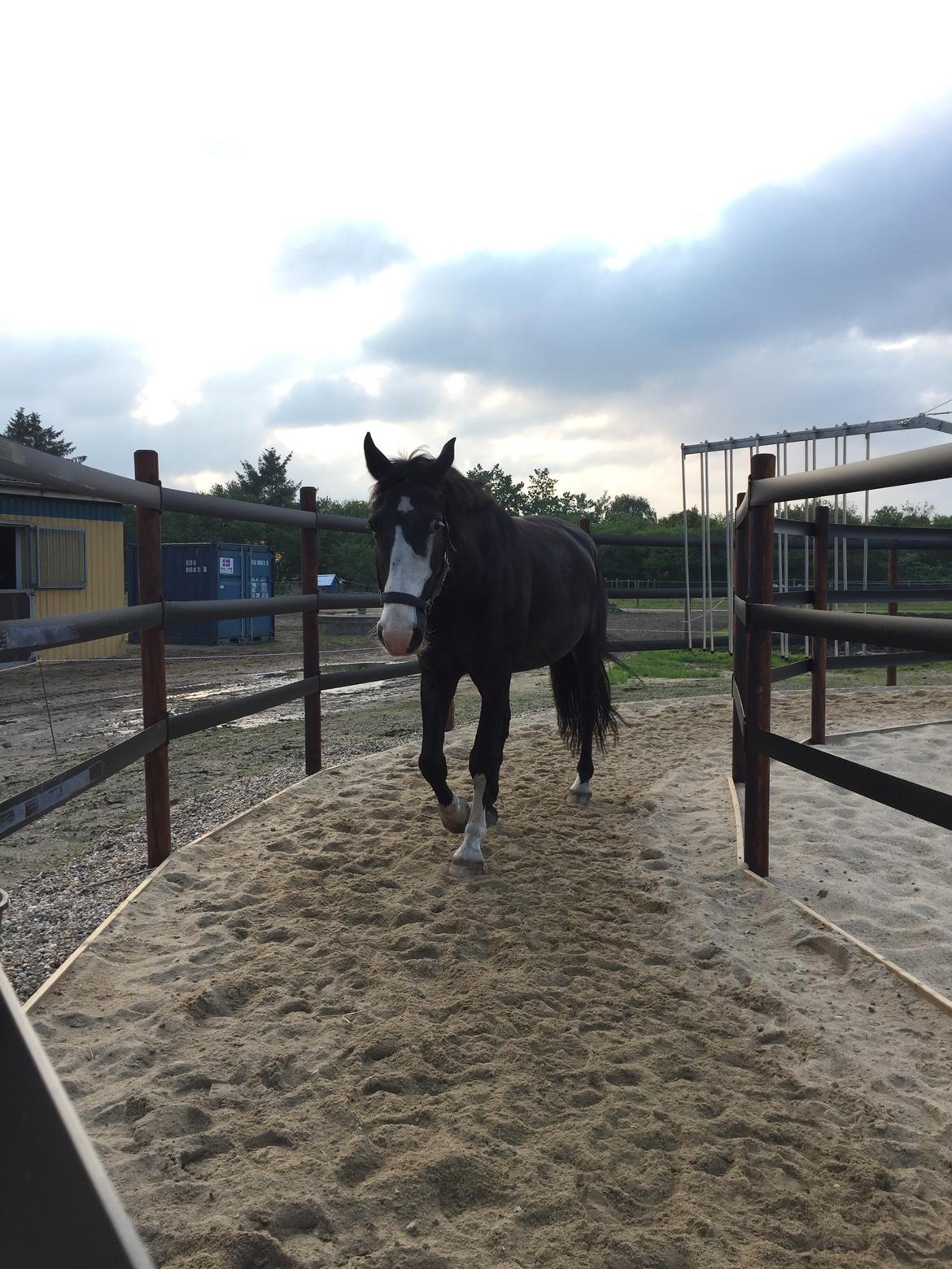 Frederiksborg Stenhedegårds special painted billede 5