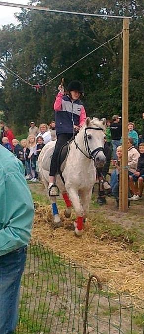 Anden særlig race Zippo (Kongen) billede 8