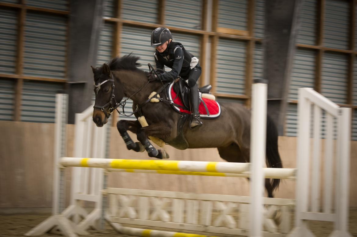 Anden særlig race Dalbæks power girl billede 1
