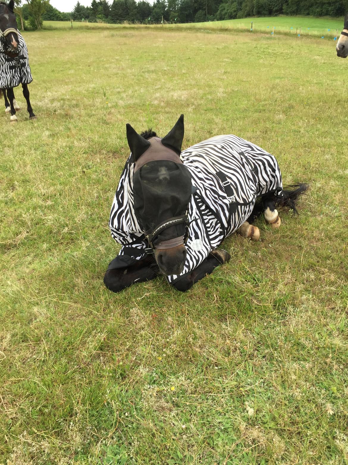 Anden særlig race Dalbæks power girl billede 5