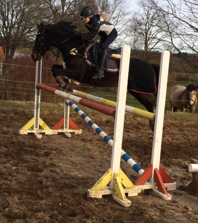 Anden særlig race Dalbæks power girl billede 10