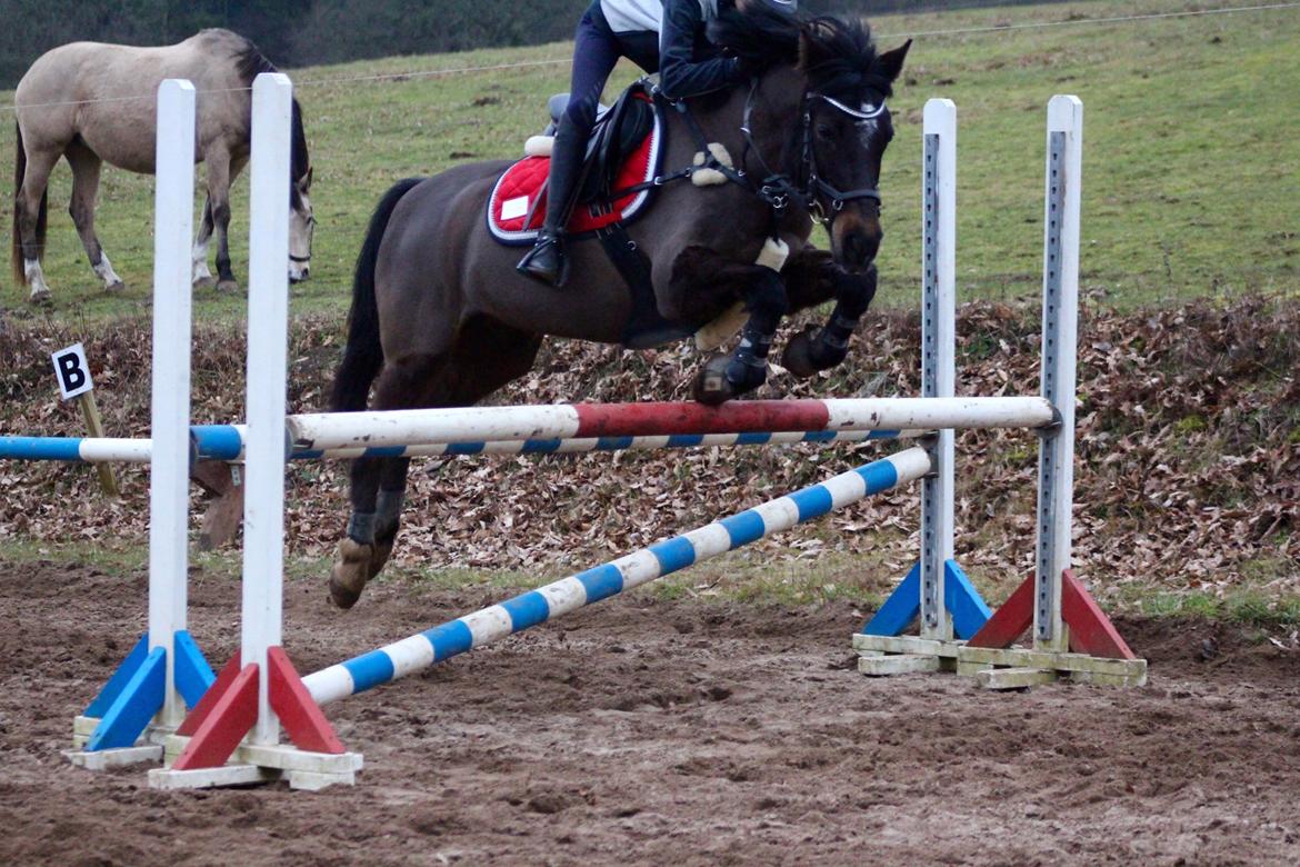 Anden særlig race Dalbæks power girl billede 11