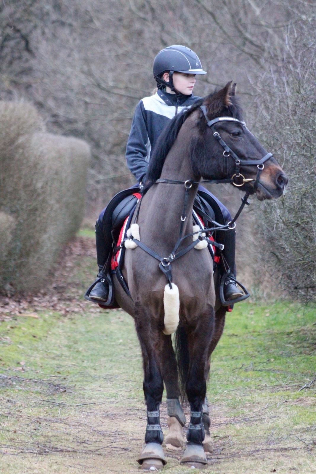 Anden særlig race Dalbæks power girl billede 12