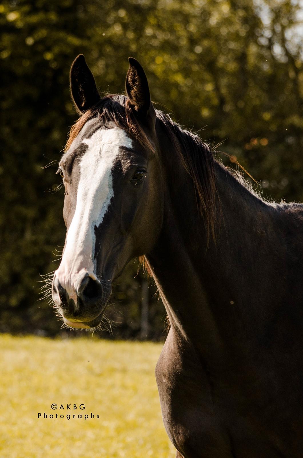 Dansk Varmblod Ebony Knight Trix  - September 2017 billede 1