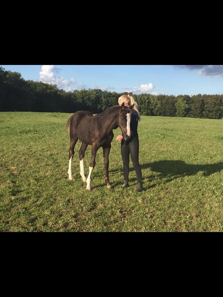 Dansk Varmblod Ebony Knight Trix  billede 3