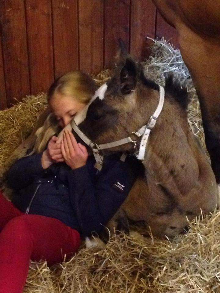 Dansk Varmblod Ebony Knight Trix  - April 2015 billede 8