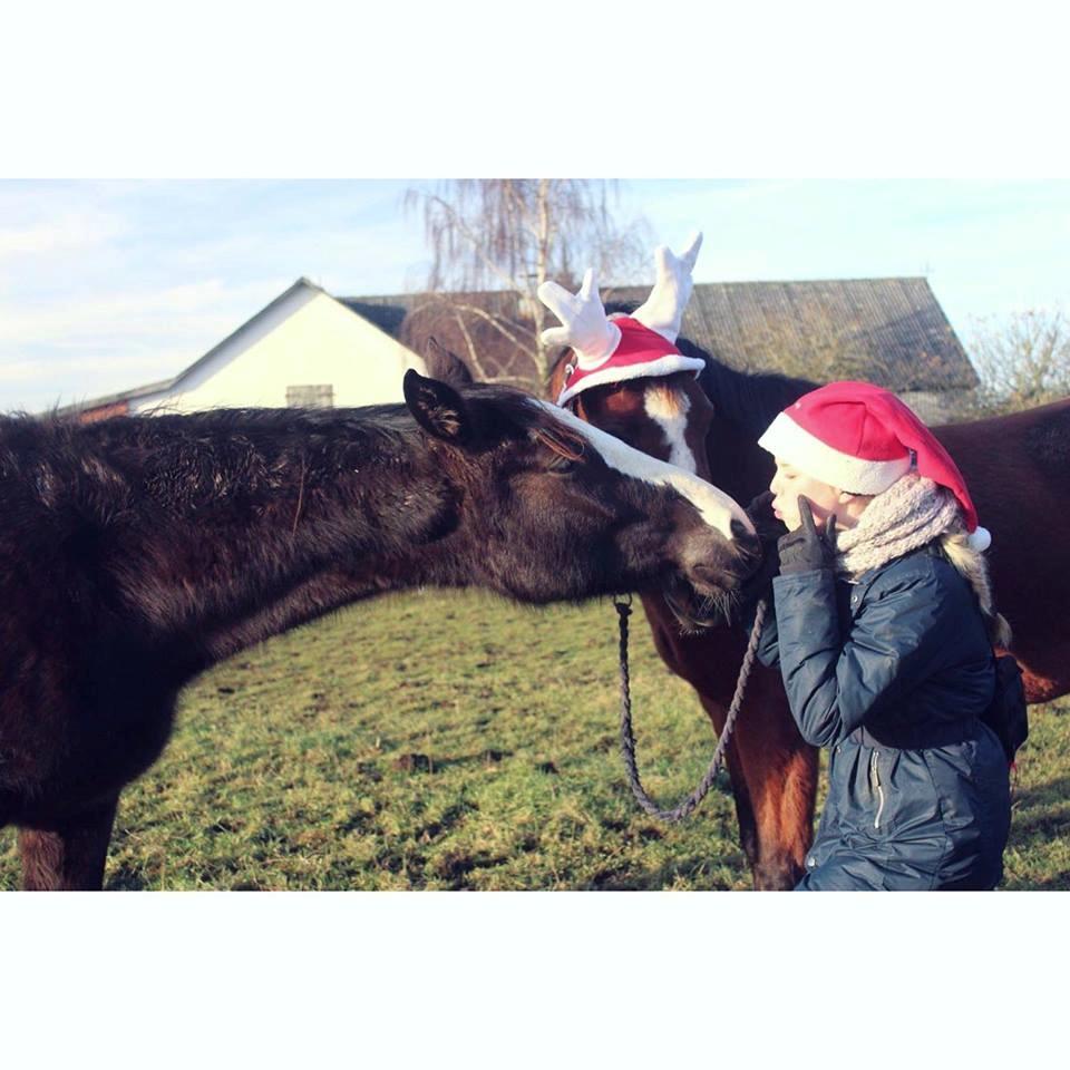 Dansk Varmblod Ebony Knight Trix  - Jul 2016 billede 5