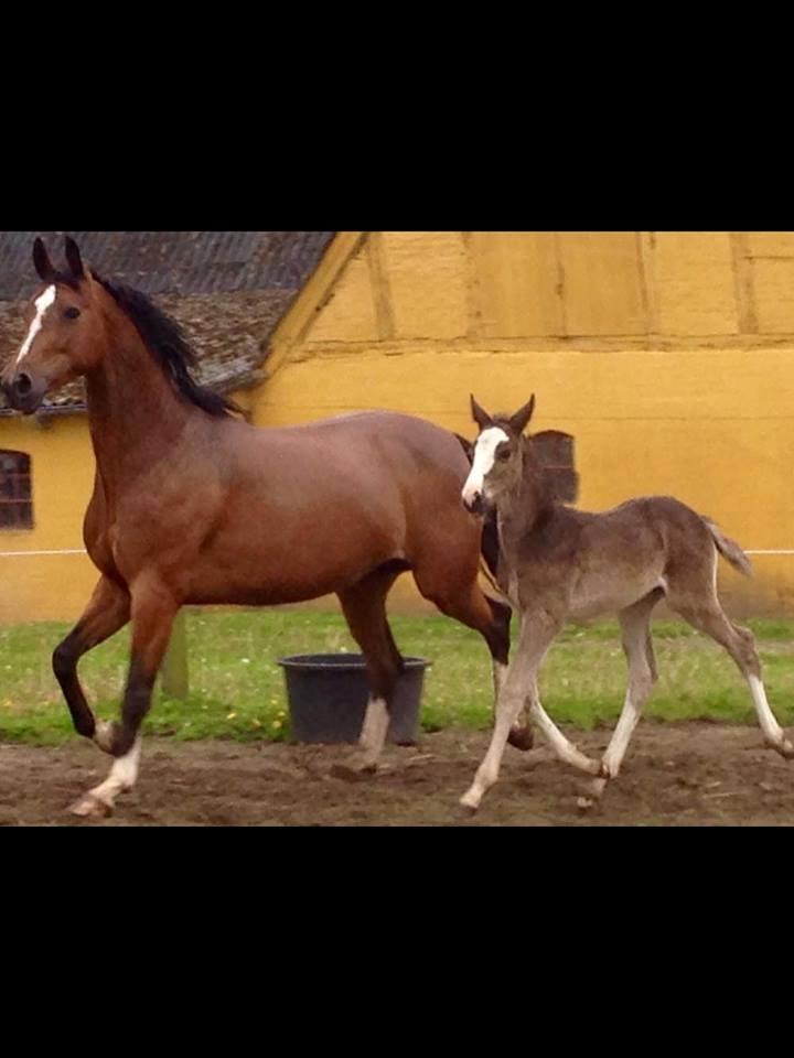 Dansk Varmblod Ebony Knight Trix  - Maj 2015 billede 7