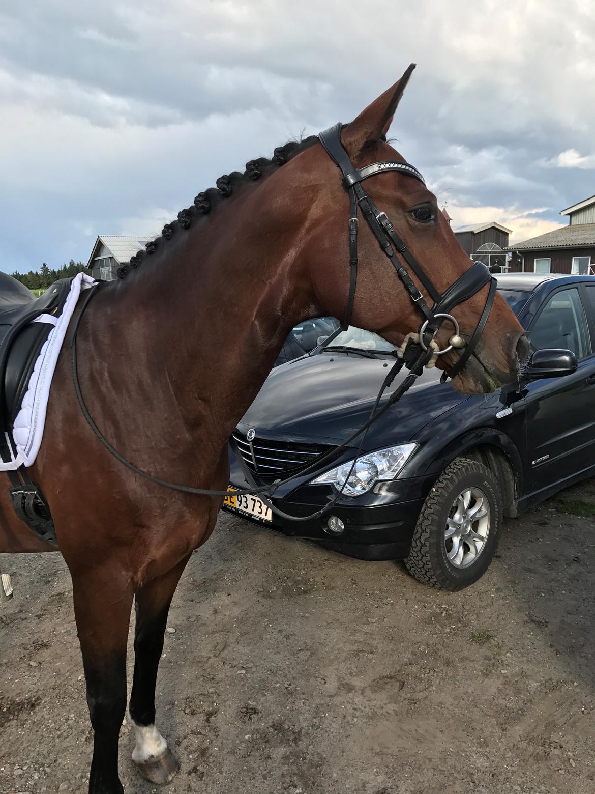 Dansk Varmblod Søndergaards Lerell (Ralle) billede 18