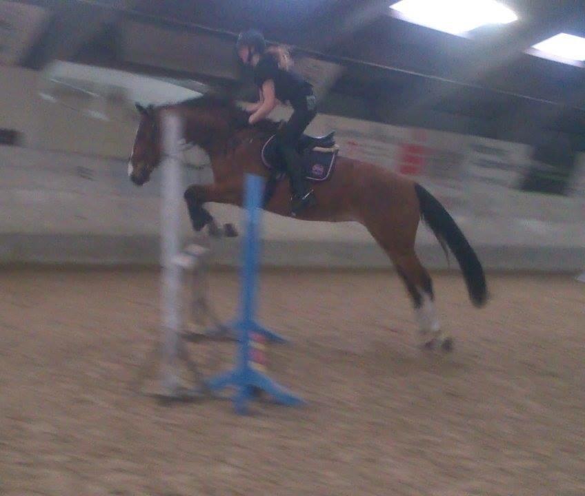 Dansk Varmblod Chamobell-pkj billede 3