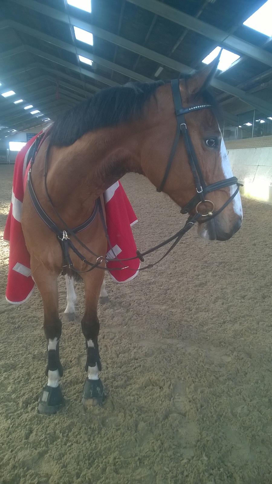 Dansk Varmblod Chamobell-pkj billede 1