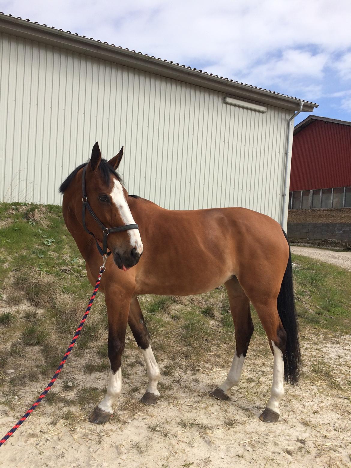 Dansk Varmblod Chamobell-pkj - Chamobell lige inden aflivning:( billede 4