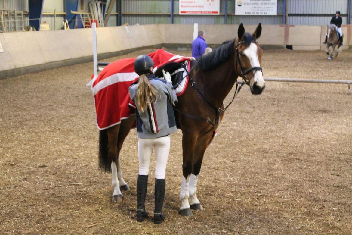 Dansk Varmblod Chamobell-pkj billede 7