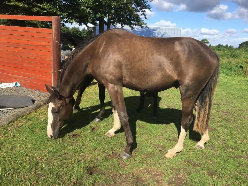 Dansk Varmblod Ebony Knight Trix  - Sommer 2017 billede 6