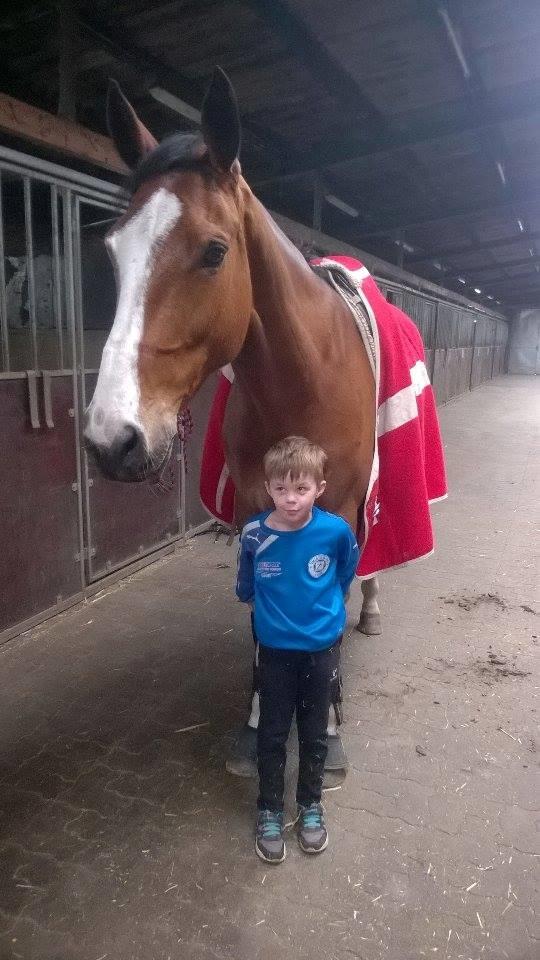 Dansk Varmblod Chamobell-pkj billede 8