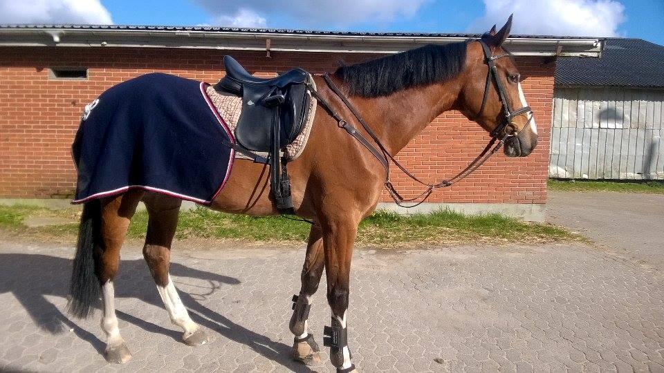 Dansk Varmblod Chamobell-pkj billede 9