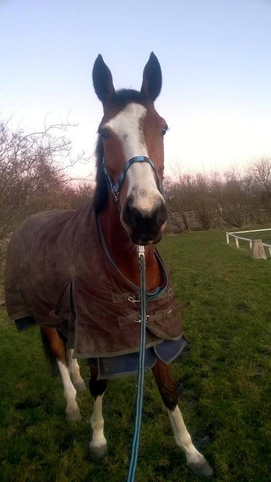 Dansk Varmblod Chamobell-pkj billede 11