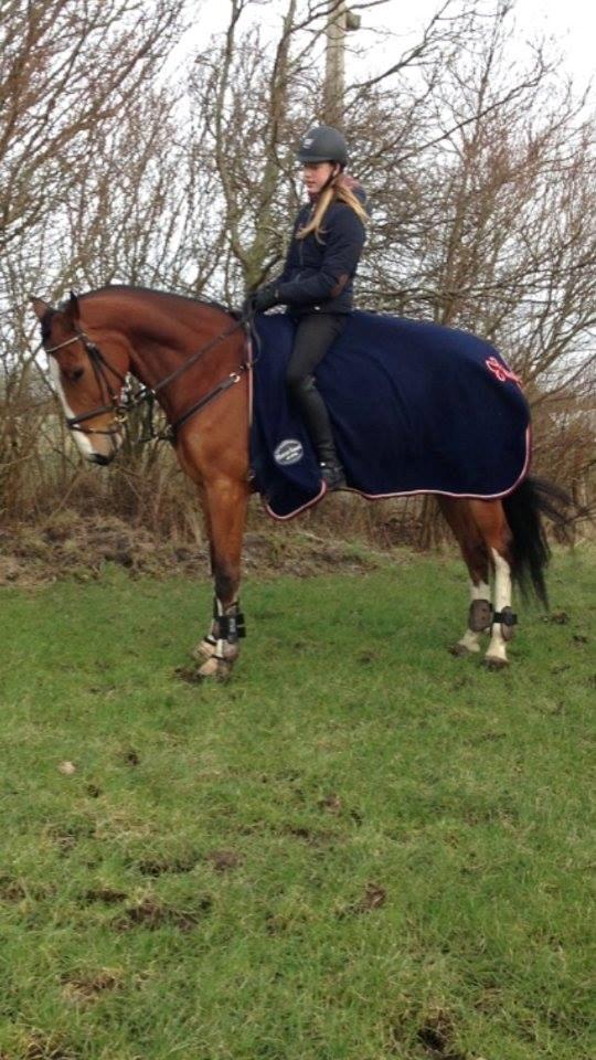 Dansk Varmblod Chamobell-pkj billede 12