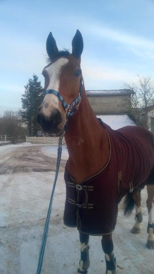 Dansk Varmblod Chamobell-pkj billede 13