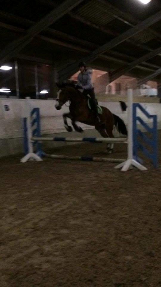 Dansk Varmblod Chamobell-pkj billede 14