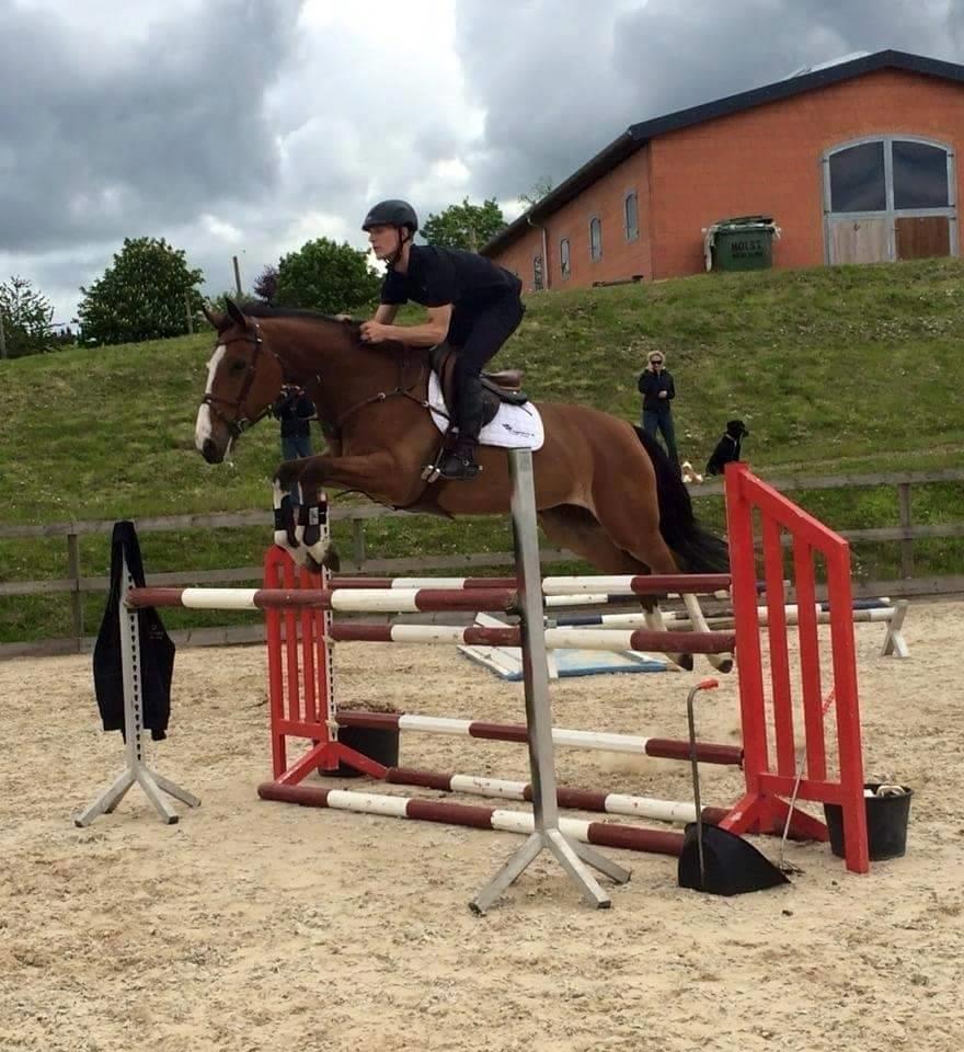 Dansk Varmblod Chamobell-pkj billede 16