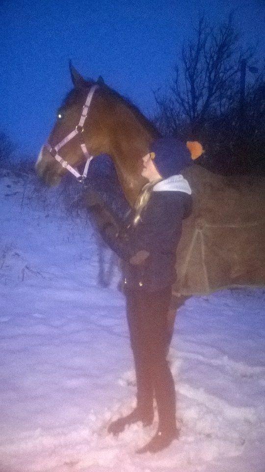 Dansk Varmblod Chamobell-pkj billede 17