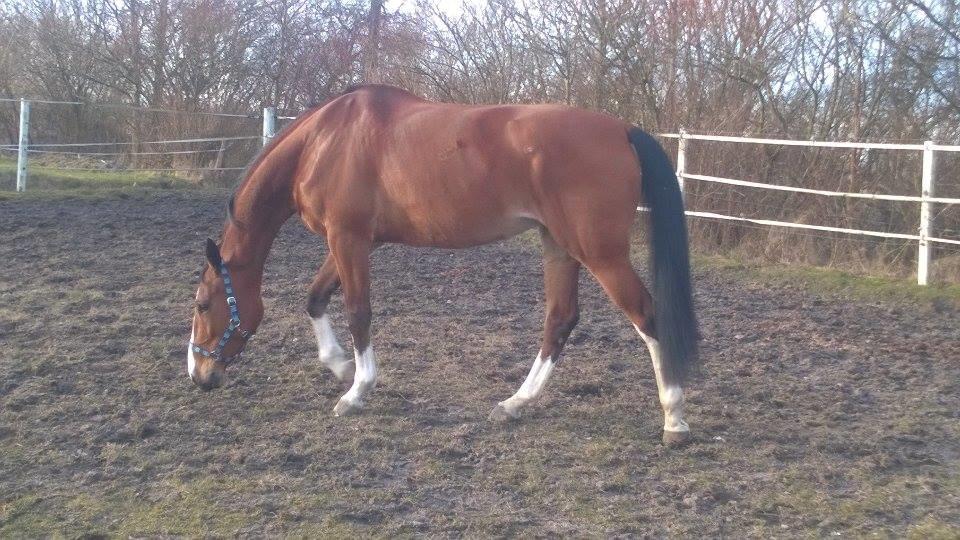 Dansk Varmblod Chamobell-pkj billede 18