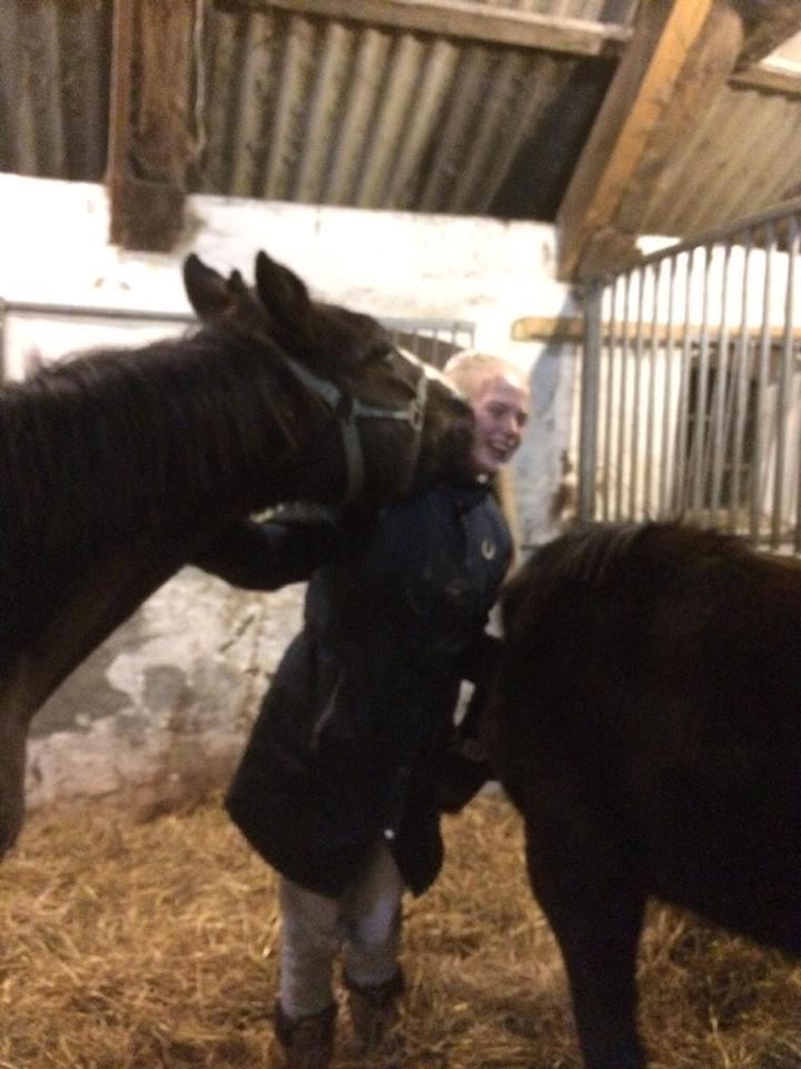 Dansk Varmblod Ebony Knight Trix  billede 10